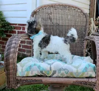 Banjo 6lbs, a male Shih Tzu and Yorkshire Terrier for sale in Russellville, KY – Photo 6 of 10