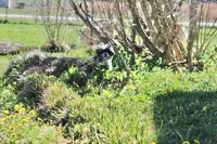 Banjo 6lbs, a male Shih Tzu and Yorkshire Terrier for sale in Russellville, KY – Photo 4 of 10