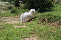 Lilly (toy size 5~6 lbs), a female Maltese and Yorkshire Terrier for sale in Russellville, KY – 5 of 6