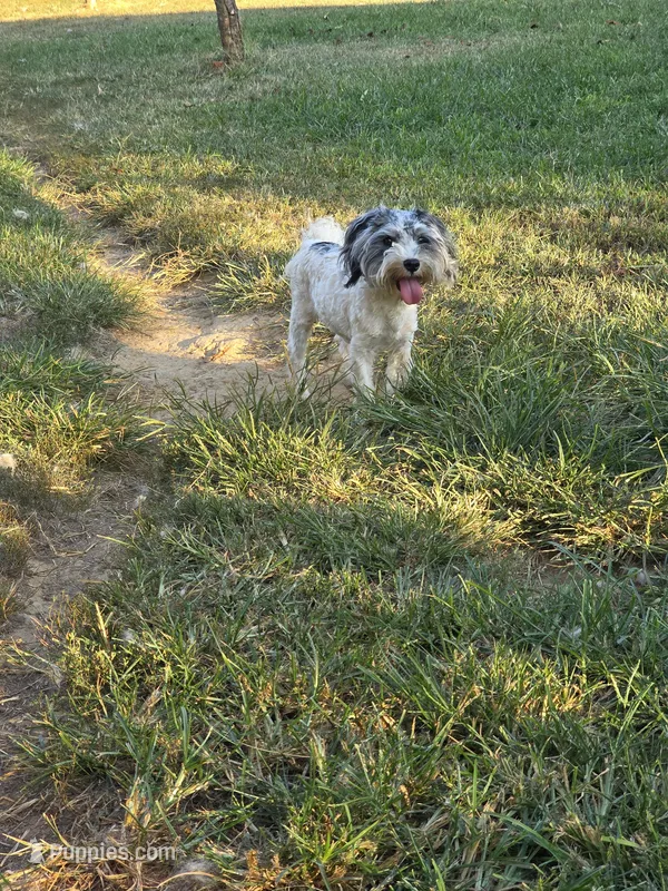 Buddy (blue Merle parti) – Maltipoo, Maltese puppy for sale in Russellville, KY