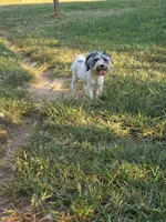 Buddy (blue Merle parti), a male Maltipoo and Maltese for sale in Russellville, KY – 3 of 10