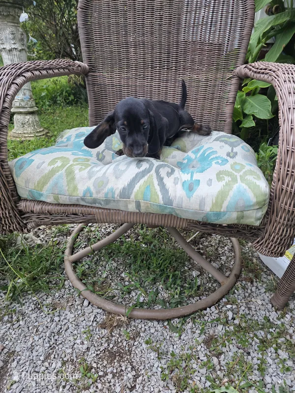 Weiner Dan – Miniature Dachshund puppy for sale in Russellville, KY