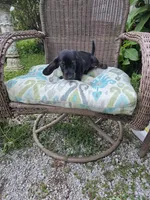 Weiner Dan, a male Miniature Dachshund for sale in Russellville, KY – 1 of 10