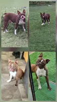 Spud, a male Boston Terrier for sale in Russellville, KY – 8 of 8