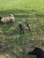 Roody, a male Boston Terrier and Bugg for sale in Russellville, KY – 2 of 4