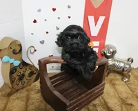 Onyx, a male Shihpoo and Shih Tzu for sale in Russellville, KY – 3 of 7