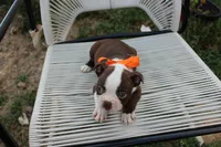 Spud, a male Boston Terrier for sale in Russellville, KY – 7 of 8