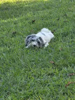 Buddy (blue Merle parti), a male Maltipoo and Maltese for sale in Russellville, KY – 8 of 10