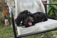 Stella, a female Cockapoo and Cocker Spaniel for sale in Russellville, KY – 7 of 9