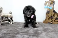 Deb, a female Poodle - Toy  and Miniature Aussiedoodle for sale in Russellville, KY – Photo 1 of 5
