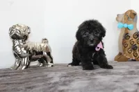 Deb, a female Poodle - Toy  and Miniature Aussiedoodle for sale in Russellville, KY – Photo 3 of 5