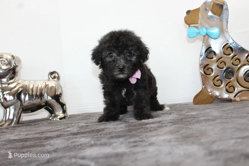 Deb – Poodle - Toy , Miniature Aussiedoodle puppy for sale in Russellville, KY
