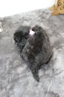 Deb, a female Poodle - Toy  and Miniature Aussiedoodle for sale in Russellville, KY – Photo 5 of 5