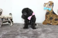 Deb, a female Poodle - Toy  and Miniature Aussiedoodle for sale in Russellville, KY – Photo 4 of 5