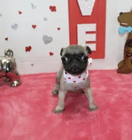 Peanut, a male Pug for sale in Russellville, KY – Photo 3 of 6