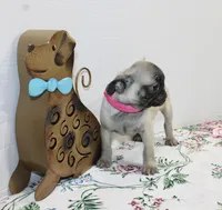 Peanut, a female Pug for sale in Russellville, KY – Photo 4 of 7