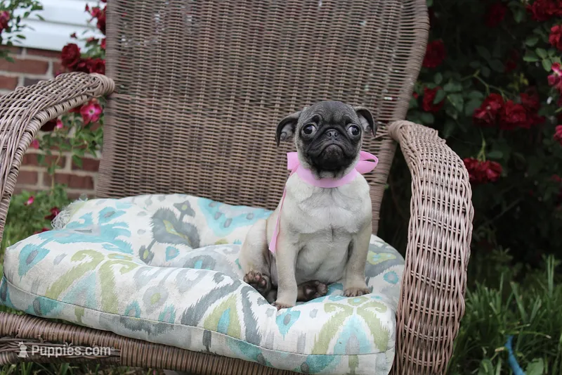 Peanut – Pug puppy for sale in Russellville, KY