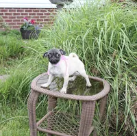 Peanut, a female Pug for sale in Russellville, KY – 6 of 10