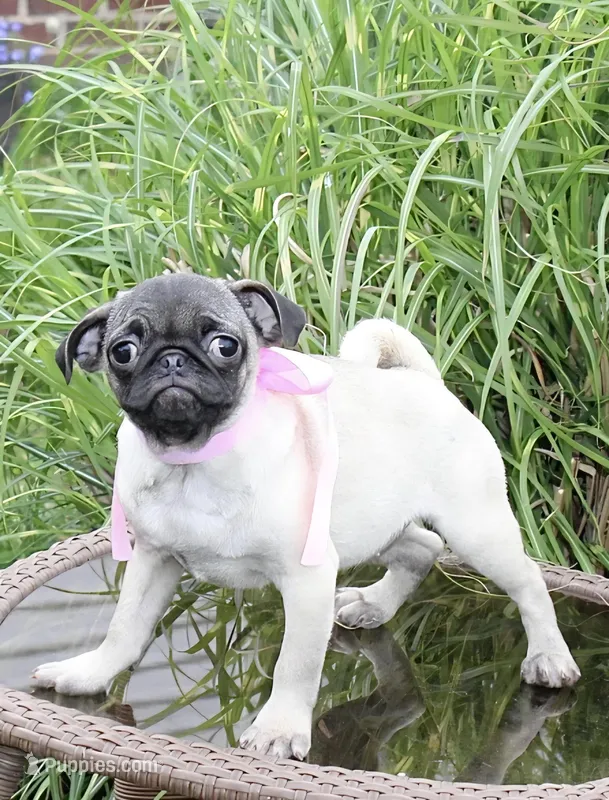 Peanut – Pug puppy for sale in Russellville, KY