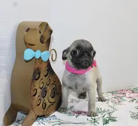 Peanut, a female Pug for sale in Russellville, KY – Photo 5 of 7