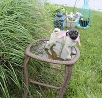 Peanut, a female Pug for sale in Russellville, KY – 5 of 10