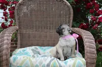 Peanut, a female Pug for sale in Russellville, KY – 7 of 10
