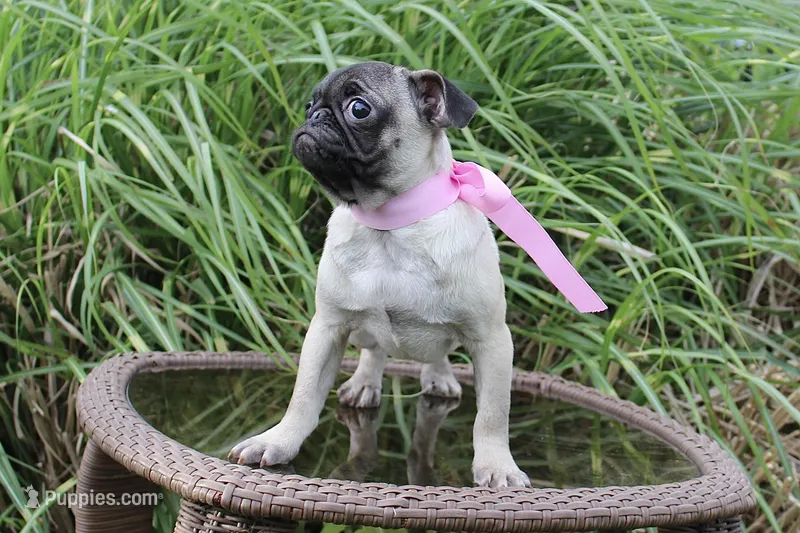 Peanut – Pug puppy for sale in Russellville, KY