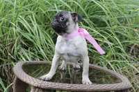 Peanut, a female Pug for sale in Russellville, KY – 3 of 10