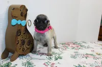 Peanut, a female Pug for sale in Russellville, KY – Photo 7 of 7