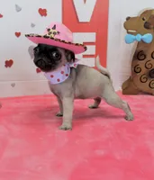 Peanut, a male Pug for sale in Russellville, KY – Photo 1 of 6