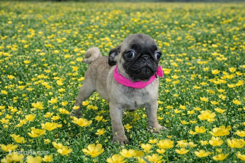 Peanut – Pug puppy for sale in Russellville, KY