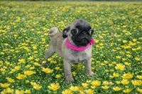 Peanut, a female Pug for sale in Russellville, KY – Photo 1 of 7