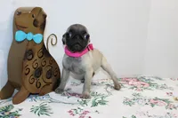 Peanut, a female Pug for sale in Russellville, KY – Photo 6 of 7