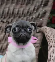 Peanut, a female Pug for sale in Russellville, KY – 2 of 10