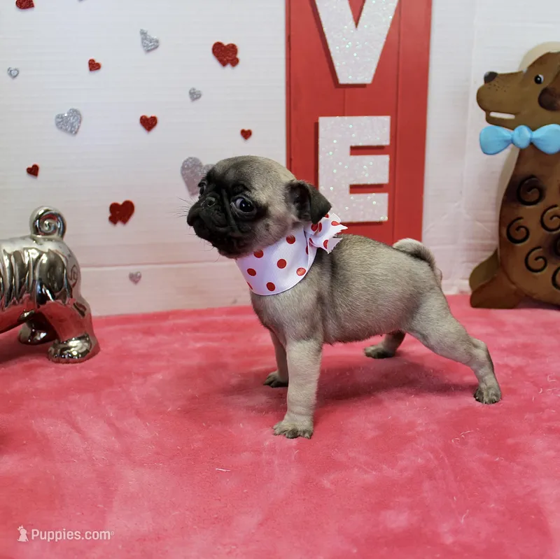 Peanut – Pug puppy for sale in Russellville, KY