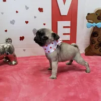 Peanut, a male Pug for sale in Russellville, KY – Photo 6 of 6