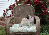 Peanut, a female Pug for sale in Russellville, KY – 4 of 10