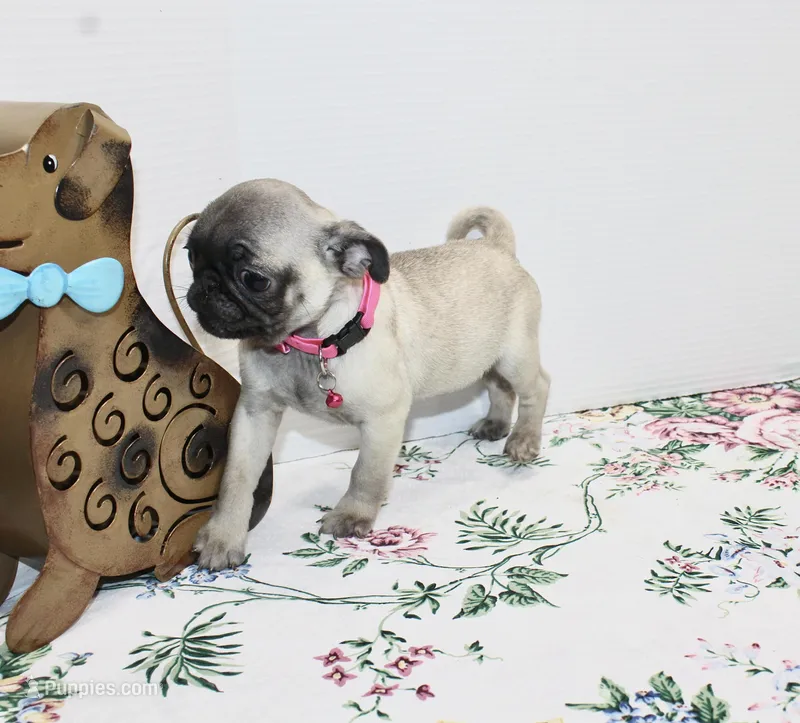Peanut – Pug puppy for sale in Russellville, KY
