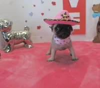 Peanut, a male Pug for sale in Russellville, KY – Photo 2 of 6