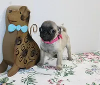 Peanut, a female Pug for sale in Russellville, KY – Photo 3 of 7