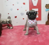 Peanut, a male Pug for sale in Russellville, KY – Photo 5 of 6