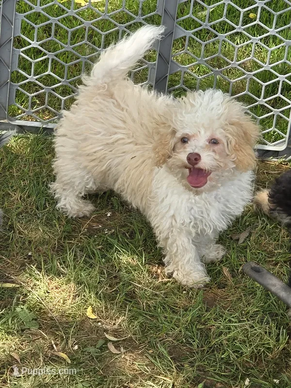 Tiny Tim toy size green eyes – Poodle - Toy , Miniature Aussiedoodle puppy for sale in Russellville, KY
