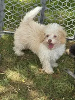 Tiny Tim toy size green eyes, a male Poodle - Toy  and Miniature Aussiedoodle for sale in Russellville, KY – 3 of 10