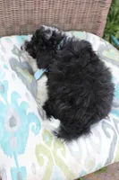 Bingo, a male Poodle - Toy  and Miniature Aussiedoodle for sale in Russellville, KY – 6 of 7