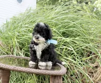 Bingo, a male Poodle - Toy  and Miniature Aussiedoodle for sale in Russellville, KY – 3 of 7