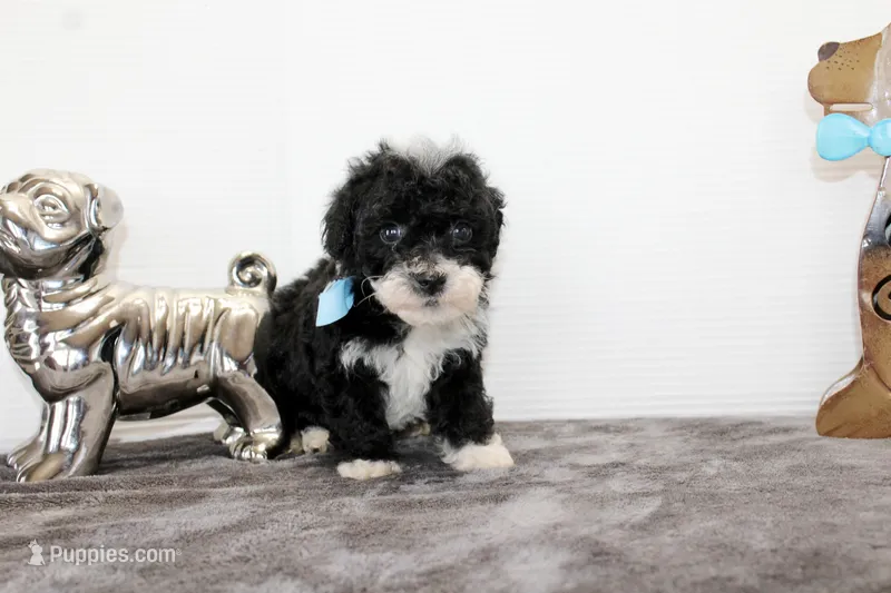Bingo – Poodle - Toy , Miniature Aussiedoodle puppy for sale in Russellville, KY