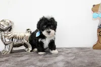 Bingo, a male Poodle - Toy  and Miniature Aussiedoodle for sale in Russellville, KY – Photo 1 of 3