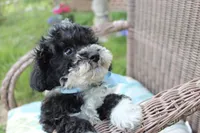 Bingo, a male Poodle - Toy  and Miniature Aussiedoodle for sale in Russellville, KY – 4 of 7