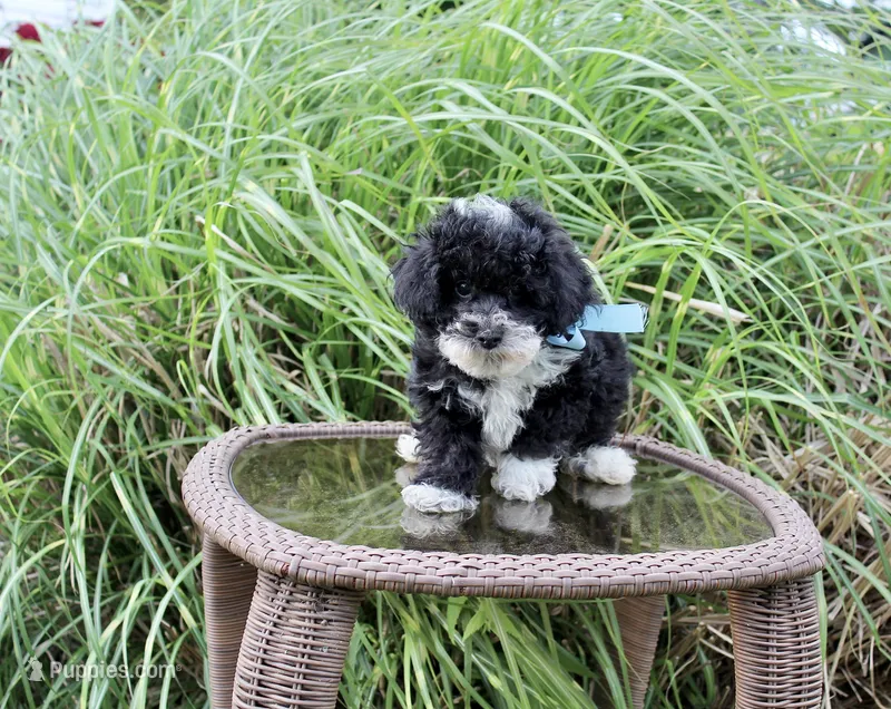 Bingo – Poodle - Toy , Miniature Aussiedoodle puppy for sale in Russellville, KY