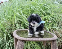 Bingo, a male Poodle - Toy  and Miniature Aussiedoodle for sale in Russellville, KY – 1 of 7